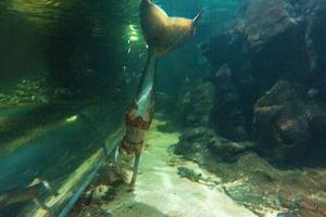 Aquarium Edinburgh