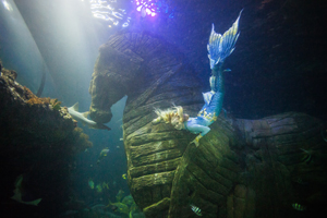sealife
