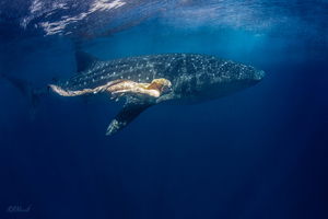 whaleshark